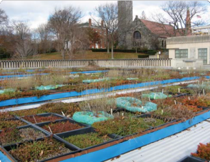 Green Roof (2)