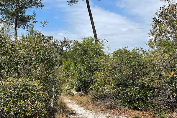 North Brevard Walking Trail